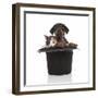 Puppies 052-Andrea Mascitti-Framed Photographic Print