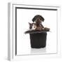 Puppies 052-Andrea Mascitti-Framed Photographic Print