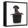 Puppies 053-Andrea Mascitti-Framed Stretched Canvas