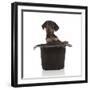 Puppies 053-Andrea Mascitti-Framed Photographic Print