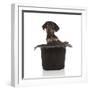 Puppies 053-Andrea Mascitti-Framed Photographic Print