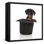 Puppies 054-Andrea Mascitti-Framed Stretched Canvas