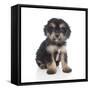 Puppies 055-Andrea Mascitti-Framed Stretched Canvas