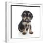 Puppies 055-Andrea Mascitti-Framed Photographic Print