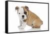 Puppies 056-Andrea Mascitti-Framed Stretched Canvas