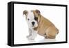 Puppies 056-Andrea Mascitti-Framed Stretched Canvas