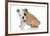 Puppies 056-Andrea Mascitti-Framed Photographic Print