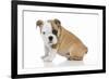 Puppies 056-Andrea Mascitti-Framed Photographic Print