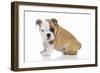 Puppies 056-Andrea Mascitti-Framed Photographic Print