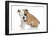 Puppies 056-Andrea Mascitti-Framed Photographic Print