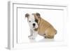 Puppies 056-Andrea Mascitti-Framed Photographic Print