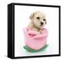 Puppies 061-Andrea Mascitti-Framed Stretched Canvas