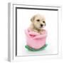 Puppies 061-Andrea Mascitti-Framed Photographic Print