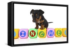 Puppies 062-Andrea Mascitti-Framed Stretched Canvas