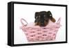 Puppies 065-Andrea Mascitti-Framed Stretched Canvas