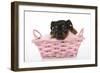 Puppies 065-Andrea Mascitti-Framed Photographic Print