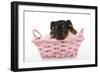 Puppies 065-Andrea Mascitti-Framed Photographic Print