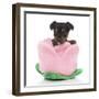 Puppies 066-Andrea Mascitti-Framed Photographic Print