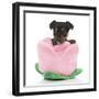 Puppies 066-Andrea Mascitti-Framed Photographic Print