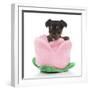 Puppies 066-Andrea Mascitti-Framed Photographic Print