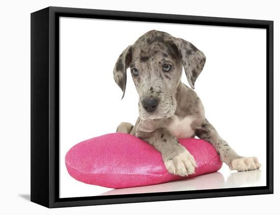 Puppies 071-Andrea Mascitti-Framed Stretched Canvas