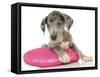 Puppies 071-Andrea Mascitti-Framed Stretched Canvas
