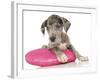 Puppies 071-Andrea Mascitti-Framed Photographic Print