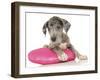 Puppies 071-Andrea Mascitti-Framed Photographic Print