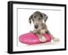 Puppies 071-Andrea Mascitti-Framed Photographic Print