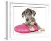 Puppies 071-Andrea Mascitti-Framed Photographic Print