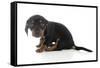 Puppies 072-Andrea Mascitti-Framed Stretched Canvas