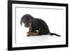 Puppies 072-Andrea Mascitti-Framed Photographic Print