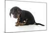 Puppies 072-Andrea Mascitti-Mounted Photographic Print