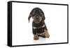 Puppies 073-Andrea Mascitti-Framed Stretched Canvas