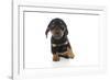 Puppies 073-Andrea Mascitti-Framed Photographic Print