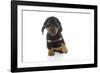 Puppies 073-Andrea Mascitti-Framed Photographic Print