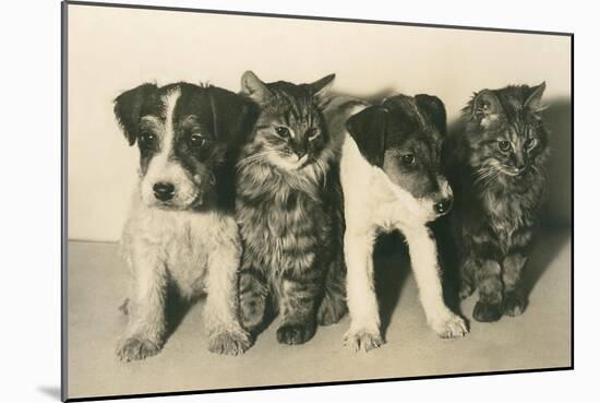 Puppies and Kittens-null-Mounted Art Print