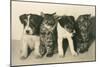 Puppies and Kittens-null-Mounted Art Print