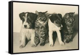 Puppies and Kittens-null-Framed Stretched Canvas
