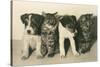 Puppies and Kittens-null-Stretched Canvas