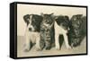 Puppies and Kittens-null-Framed Stretched Canvas