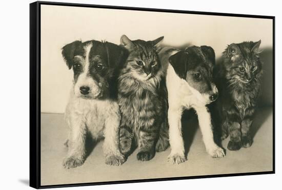 Puppies and Kittens-null-Framed Stretched Canvas