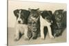 Puppies and Kittens-null-Stretched Canvas