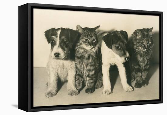 Puppies and Kittens-null-Framed Stretched Canvas