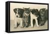 Puppies and Kittens-null-Framed Stretched Canvas