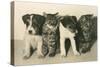 Puppies and Kittens-null-Stretched Canvas