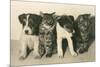 Puppies and Kittens-null-Mounted Art Print