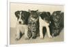 Puppies and Kittens-null-Framed Premium Giclee Print