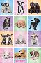 Puppies - Cuties-null-Lamina Framed Poster