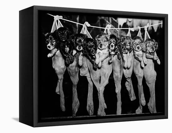 Puppies Hanging from a Clothesline-Bettmann-Framed Stretched Canvas